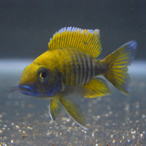 Peacock Cichlids