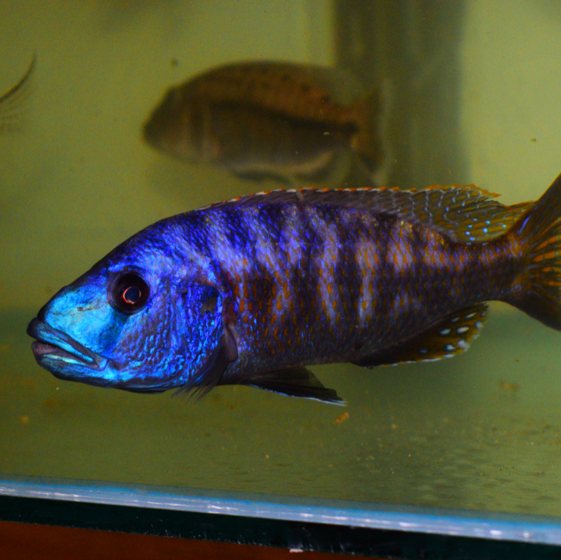 Predatory Hap Cichlids