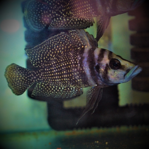 Alto Compressiceps Cichlids