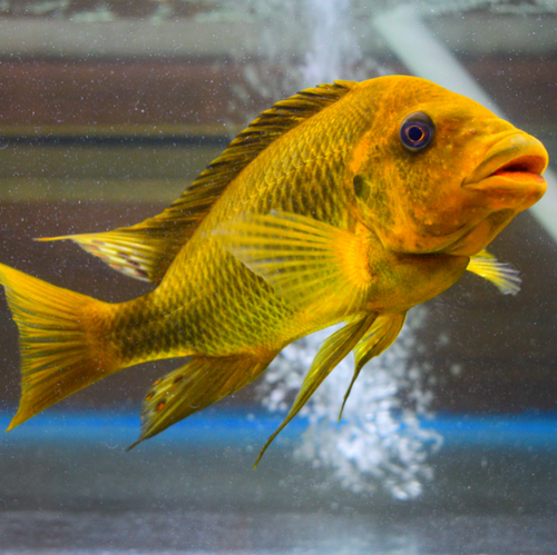 Petrochromis Cichlids