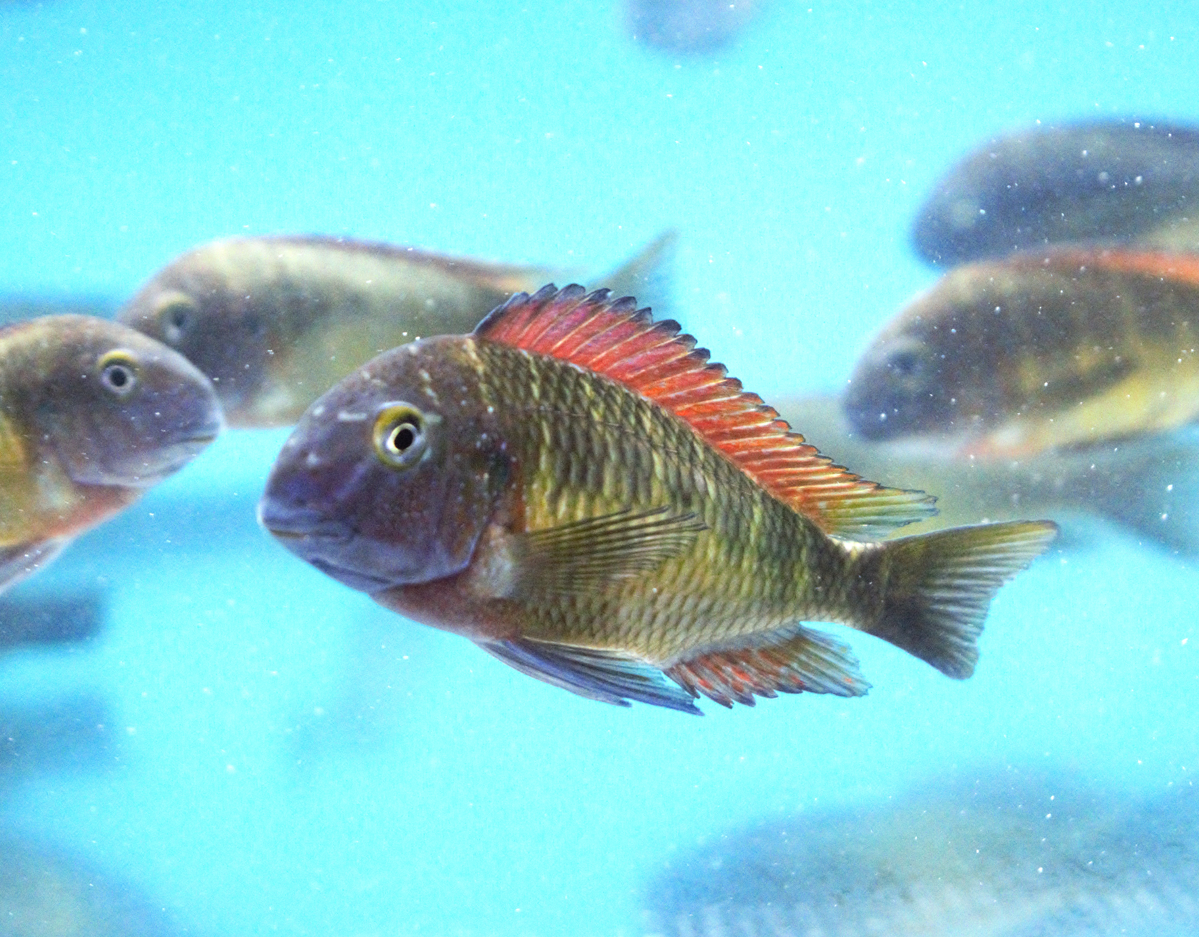 Wild Tropheus Red Rainbow Kasanga