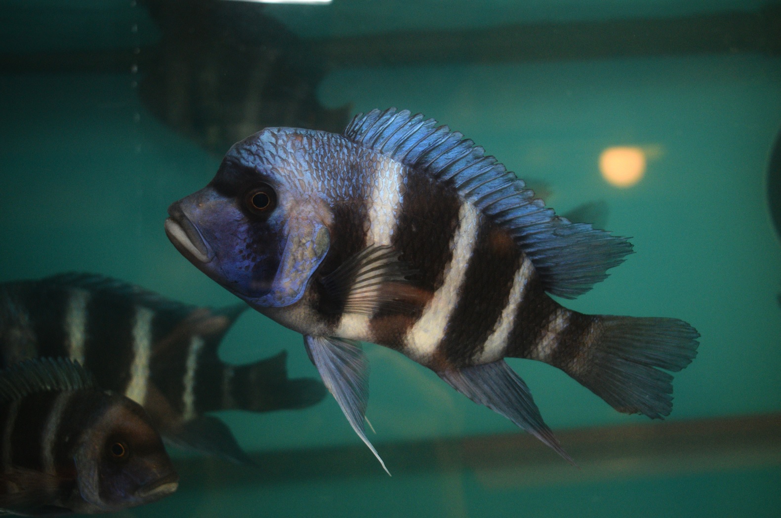 Frontosa Cichlids