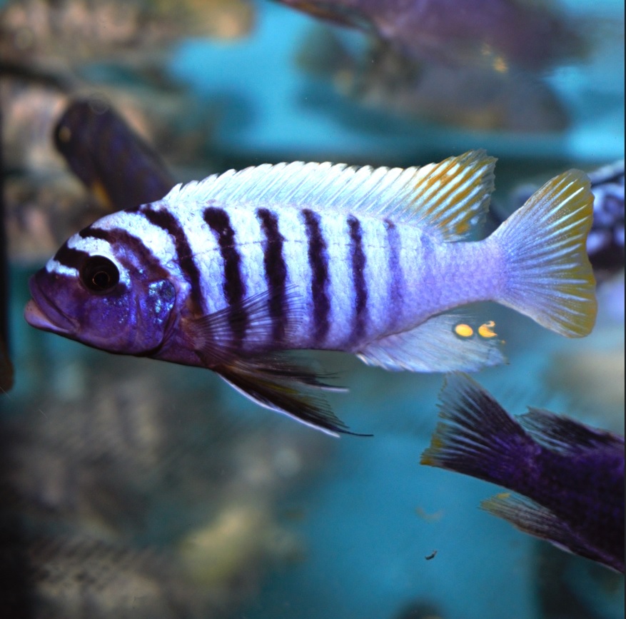Mbuna Cichlids