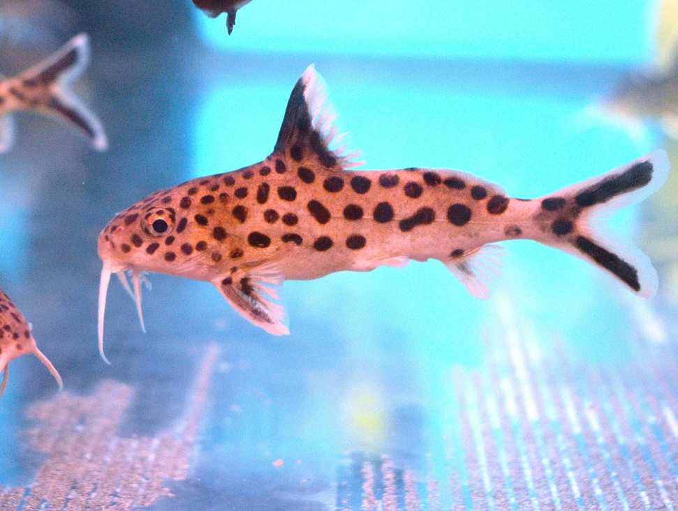 Wild Synodontis Multipunctatus