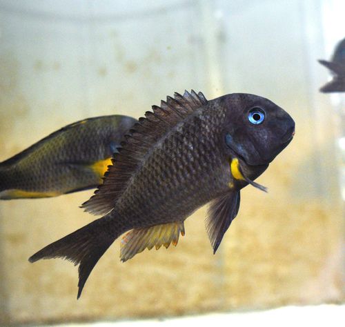 Wild Tropheus Isonga 4:8