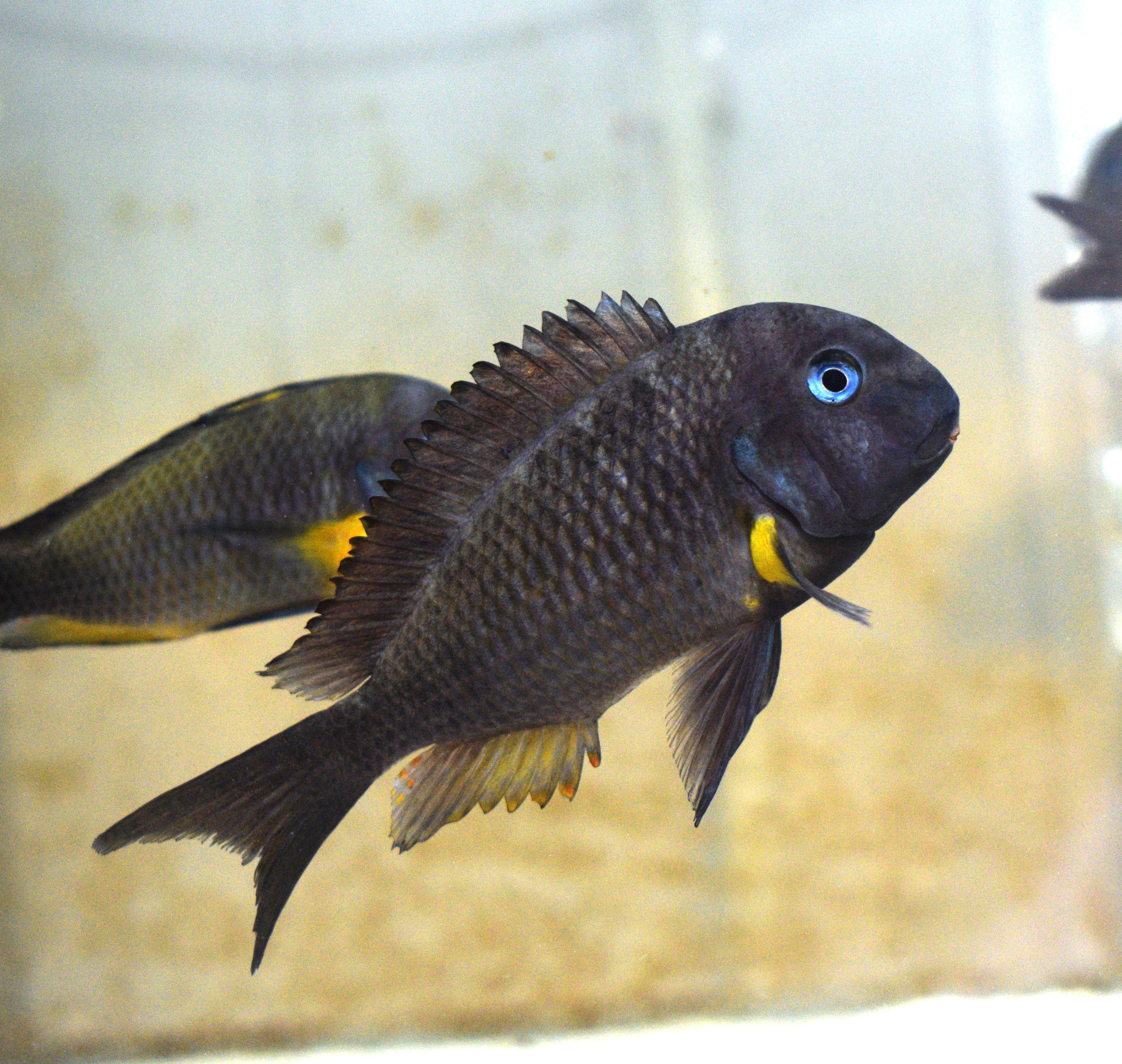 Wild Tropheus Isonga 4:8 