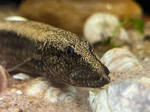 Wild Mastercembelus Albomaculatus Eel 30cm