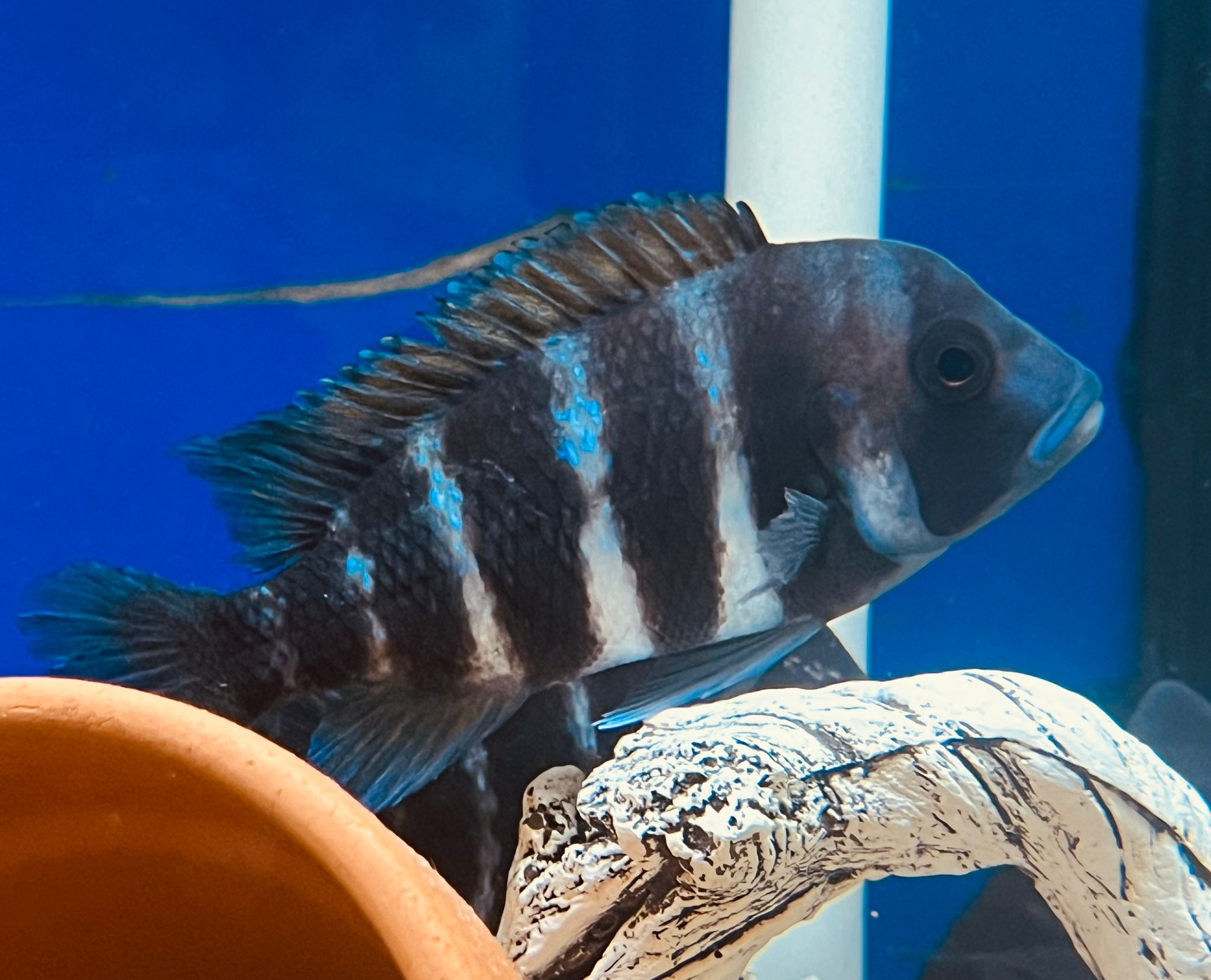 Wild Frontosa Kigoma 2:9