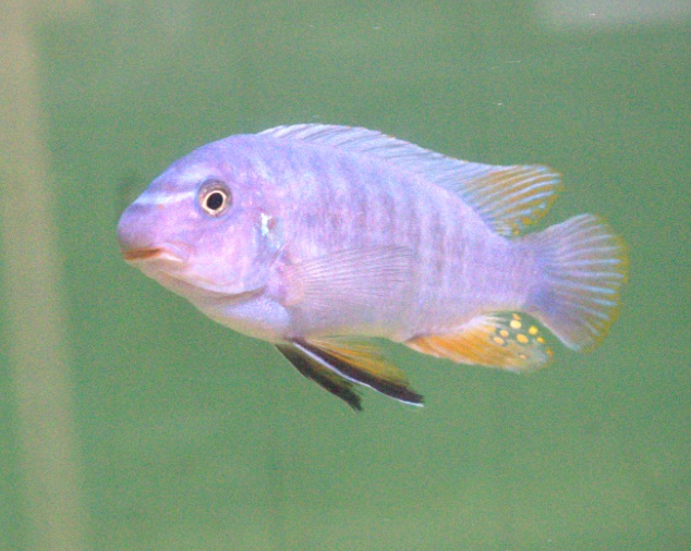 Wild Labeotropheus Fulleborni with Orange Blotch Females £32ea