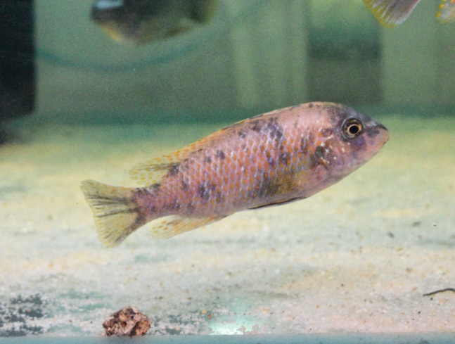 Wild Labeotropheus Fulleborni with Orange Blotch Females £32ea