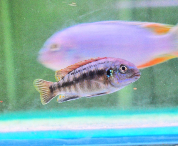 Wild Pseudotropheus Galanos Mbenji £27ea