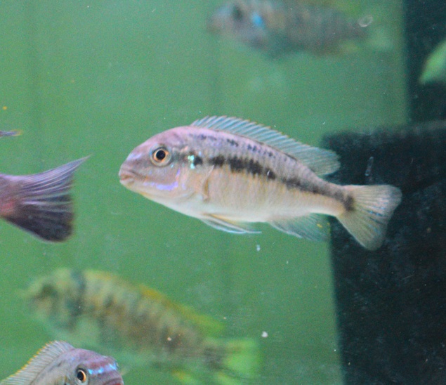 Wild Pseudotropheus Galanos Mbenji £27ea