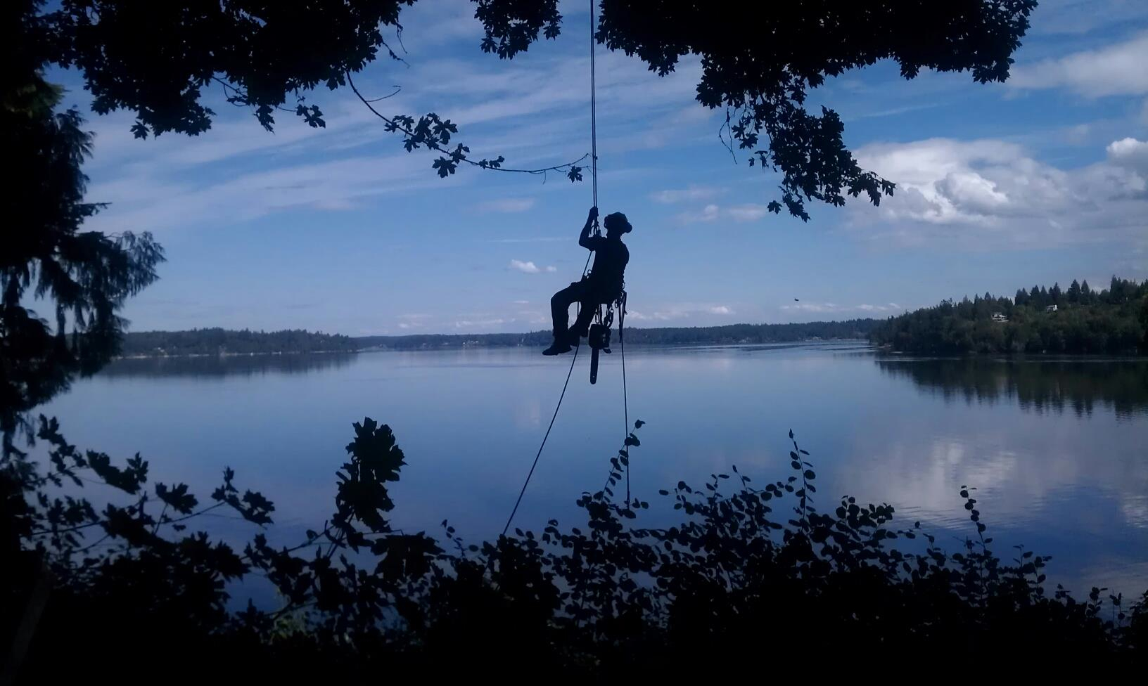 Greg Lukens and Derek cabling a Silver maple.