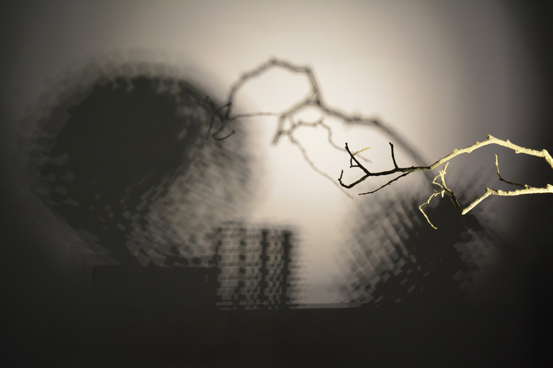 Amélie Brisson-Darveau