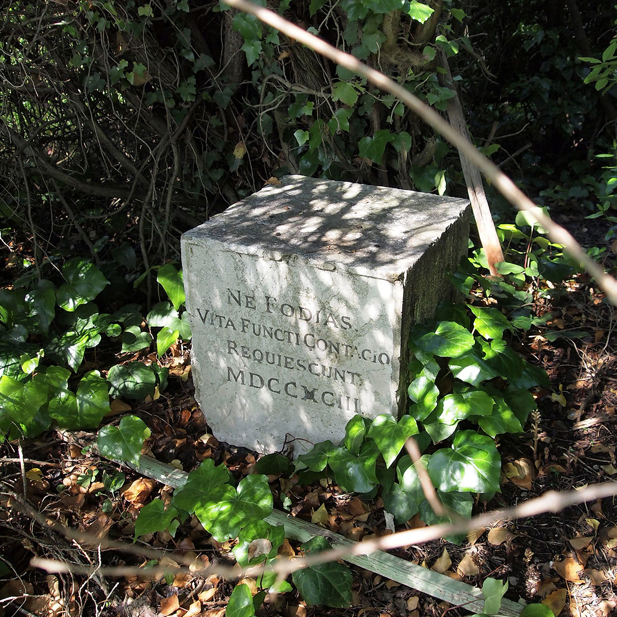 Natascha Niederstrass