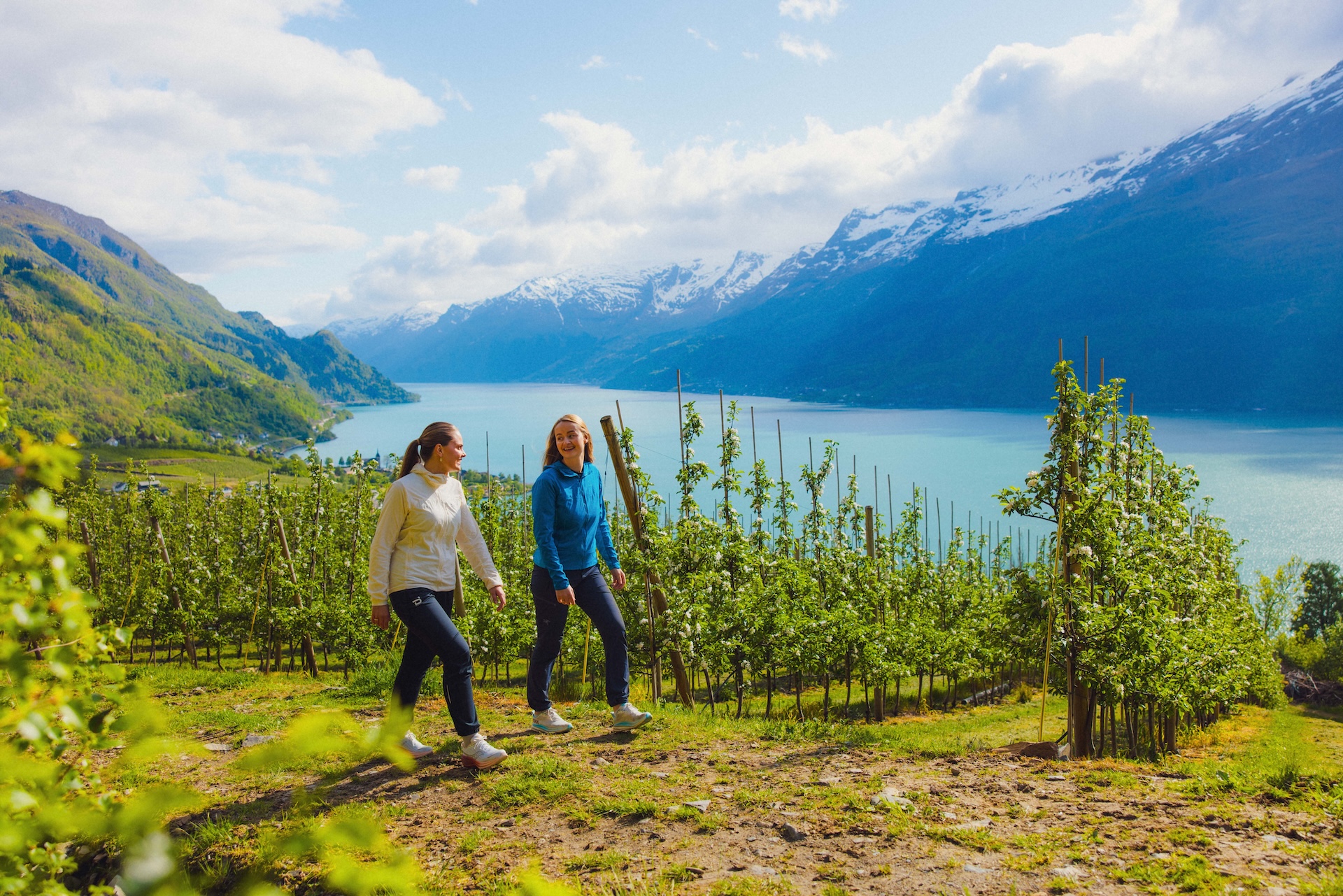Fruktbløming i Hardanger. Foto: Visit Hardangerfjord