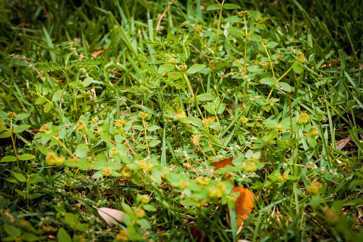 green grass picture