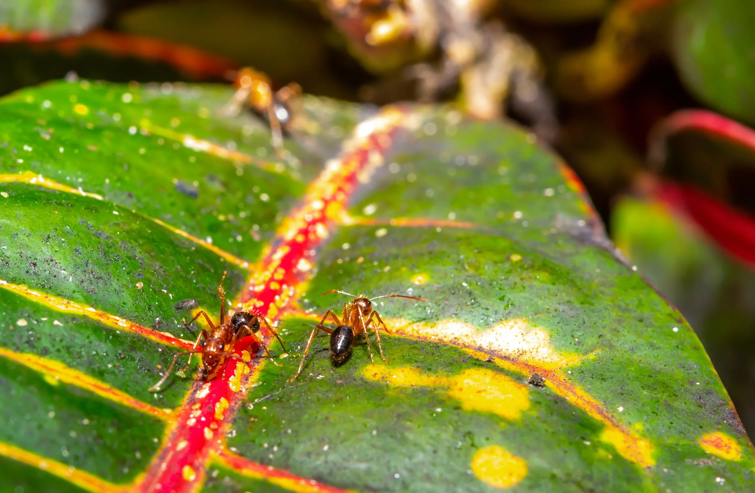 ants crawling on the leaf