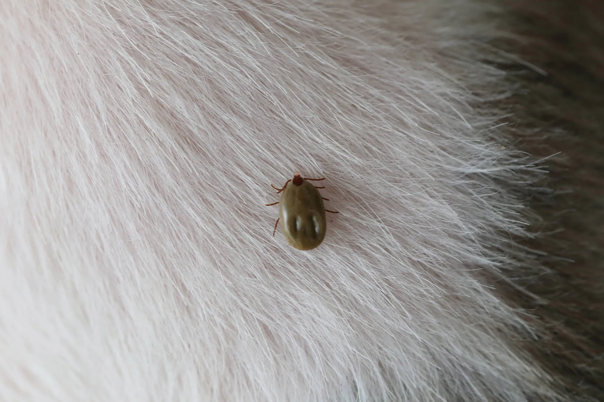 a flea on a fur