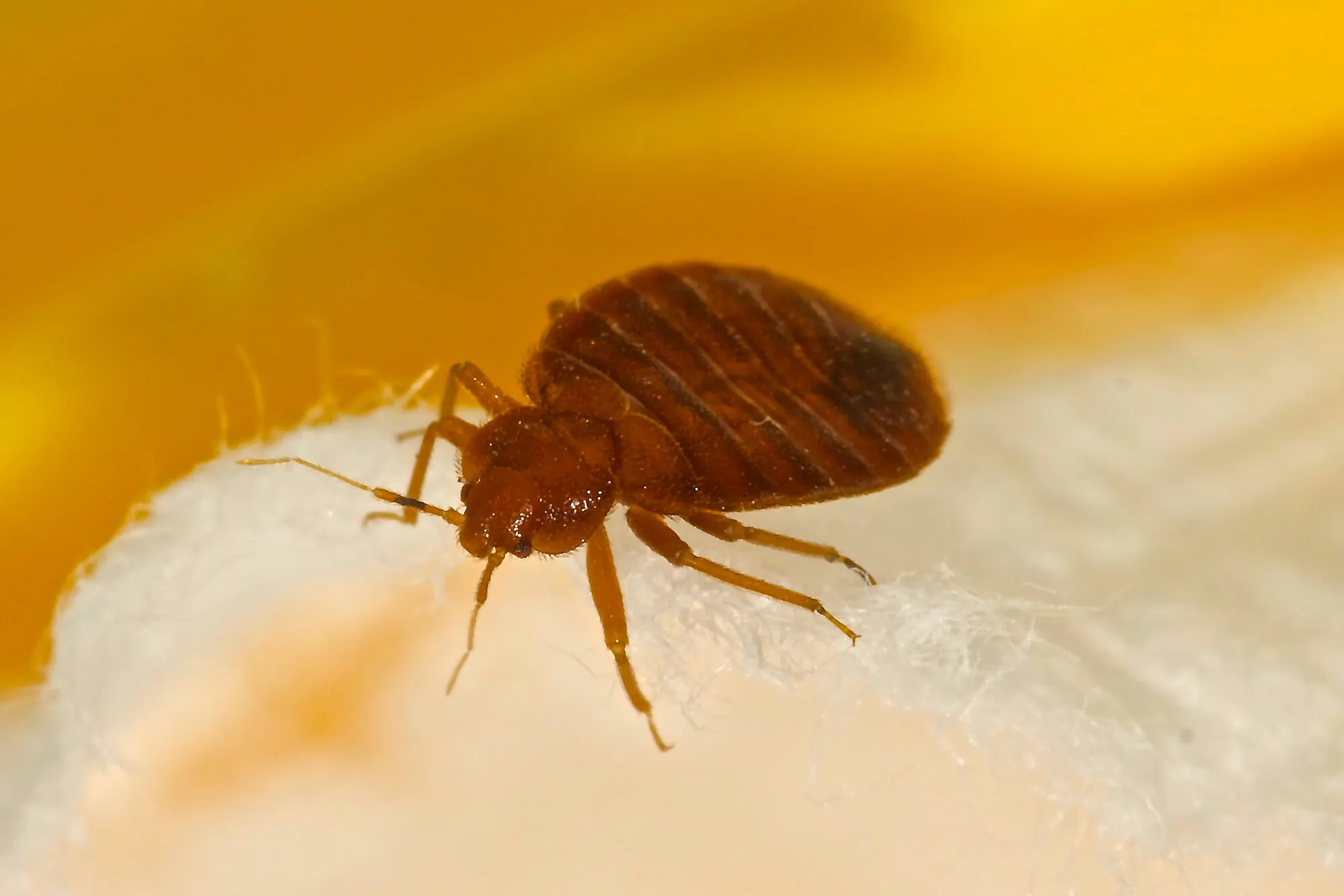 a zoom pic of bed bug