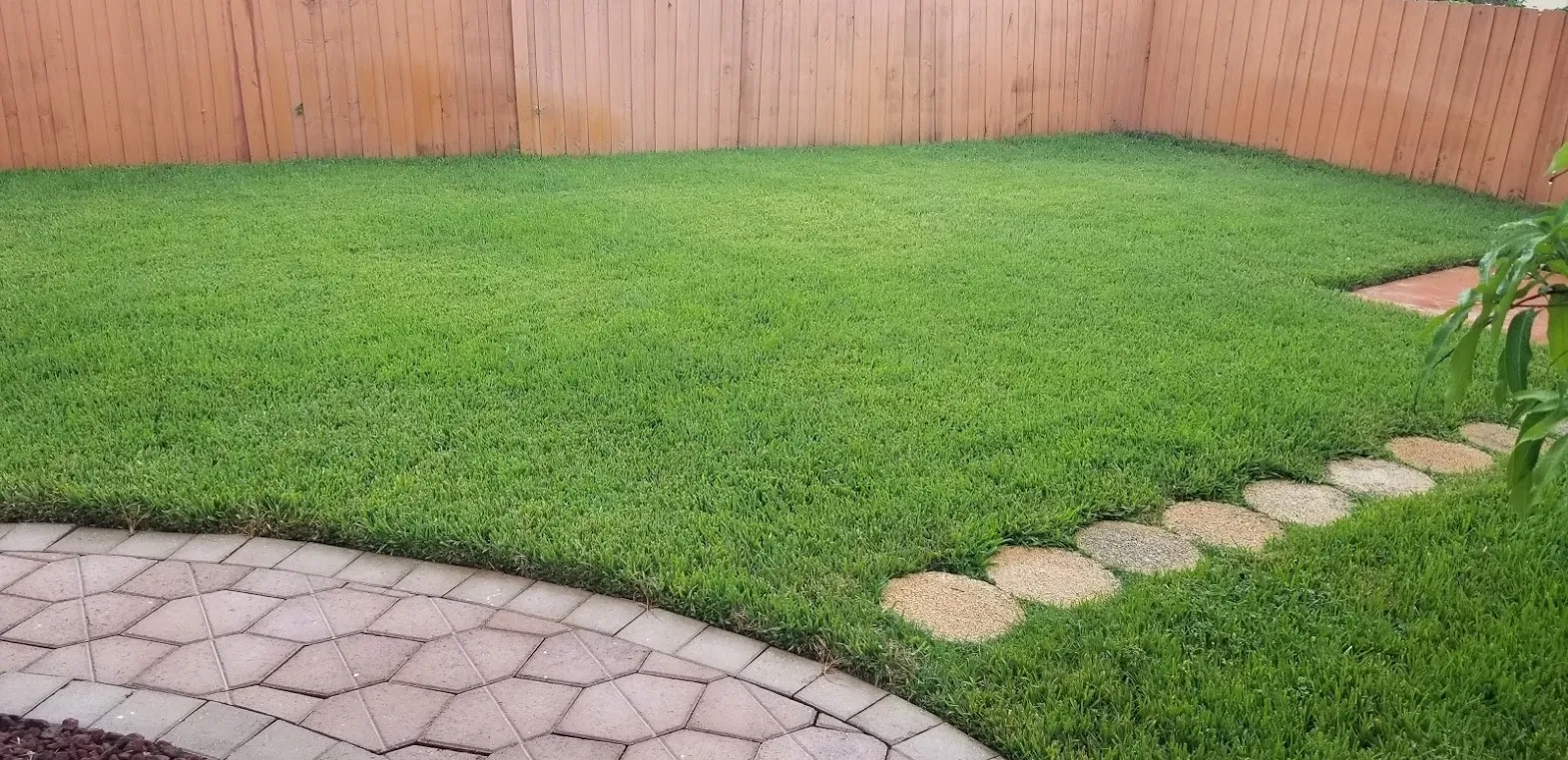 green grass in the yard