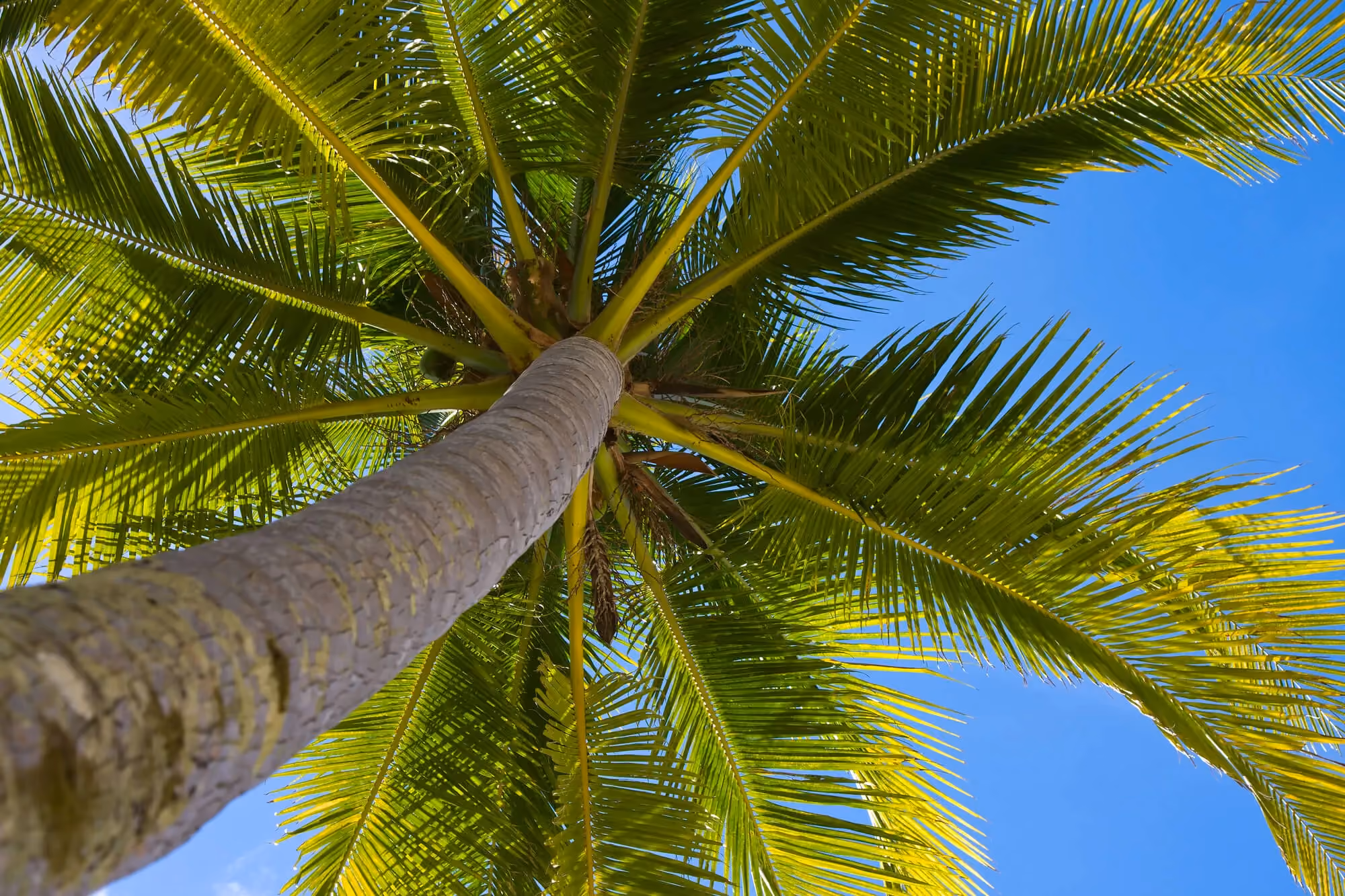 coconut tree in worms eye view