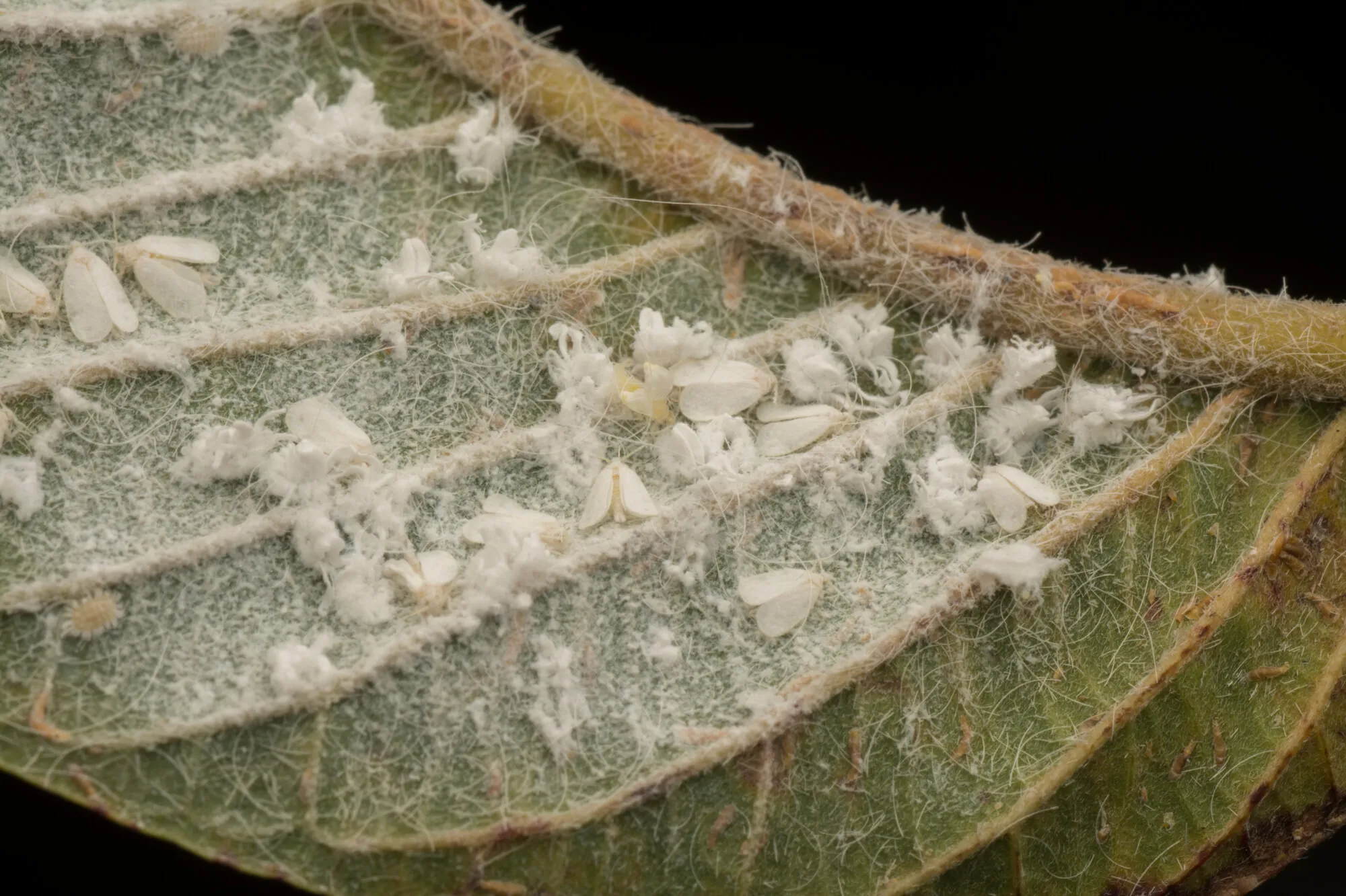 pest in the back of leaf