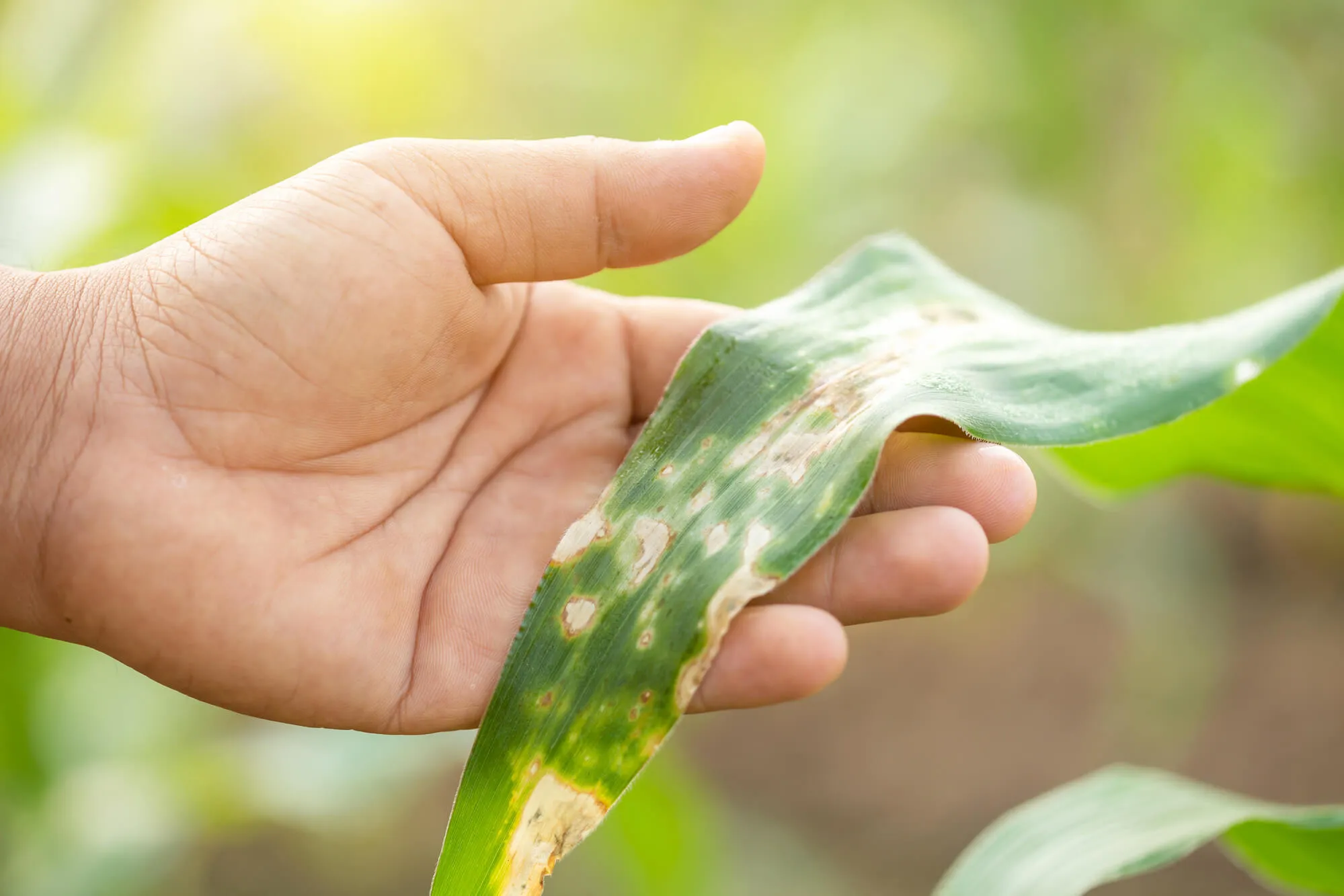 hand holding a plant