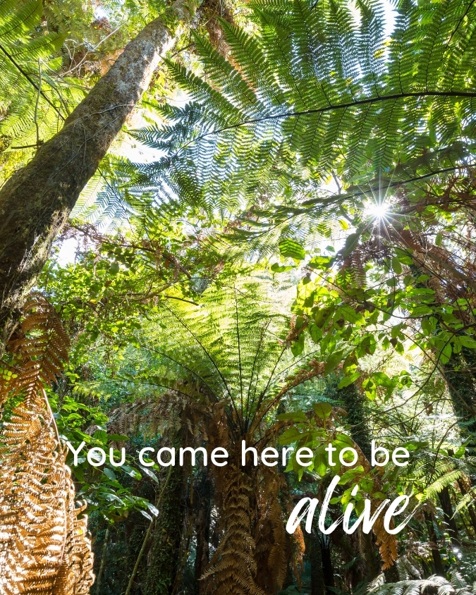 Sun shining through tree ferns seen from below with the words: You came here to be alive