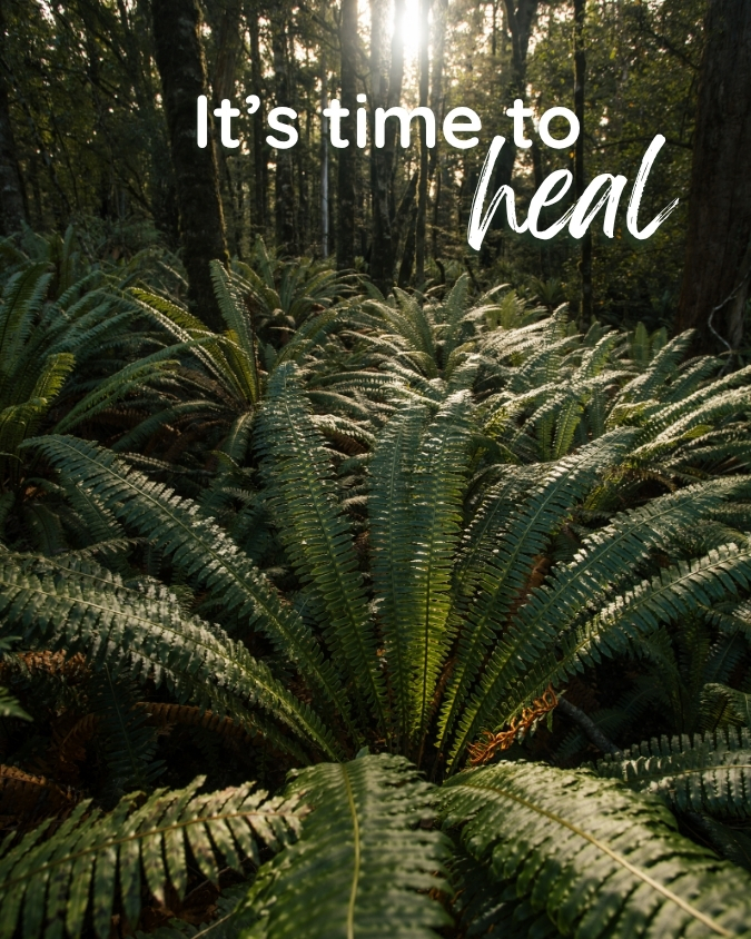 Sunlit New Zealand forest ferns with the words: It's time to heal