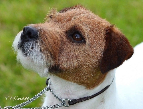 images of the parents Images of Parson Russell Ch Rymshott Samo