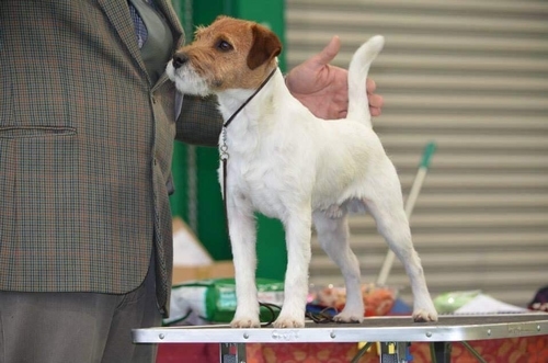 images of the parents Images of Parson Russell Ch Rymshott Samo