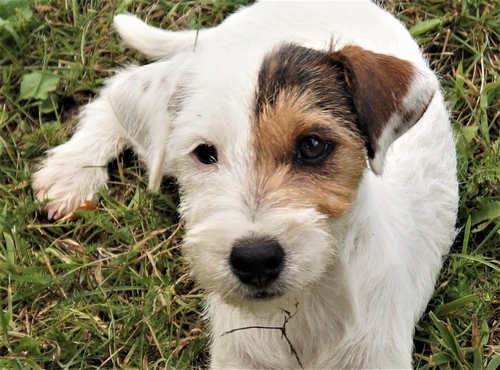 Collecting your new puppy from the breeder