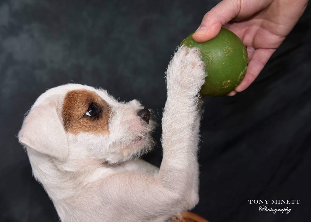 Puppies Playtime & Sleeping