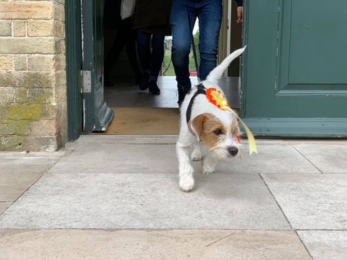 Whats poisonous for the dogs in the garden?