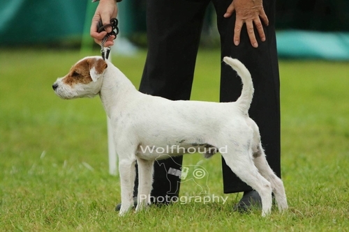 images of the parents Images of Parson Russell Ch Pacolito Protolythic JW