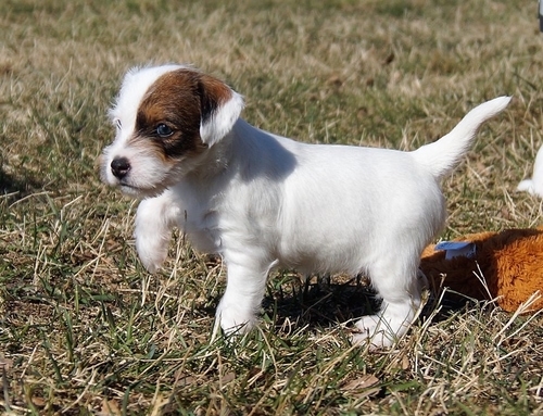 images of the parents Images of Parson Russell Hoshi