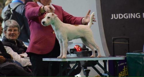 Pacolito Italian Phaze