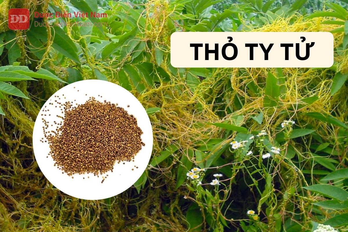 THỎ TY TỬ (Semen Cuscutae)