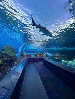 Shark tank in Ripley's Aquarium in Toronto