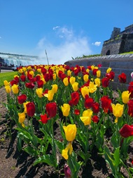 Spring Tulips in Niagara Falls