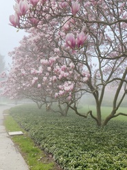 Misty Morning in queen Victoria Park