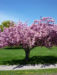 Cherry tree in bloom at the Botanical Gardens