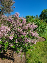 Centenial Lilac Gardens in Niagara Falls