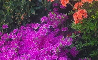 Spring flowers in Niagara Falls
