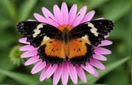 Monarch butter