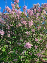 Tree in bloom at the Niagara Falls Lilac Gardens