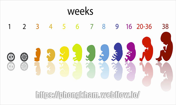 Bảng cân nặng thai nhi, chiều dài theo tuần tuổi chính xác nhất cho mẹ bầu
