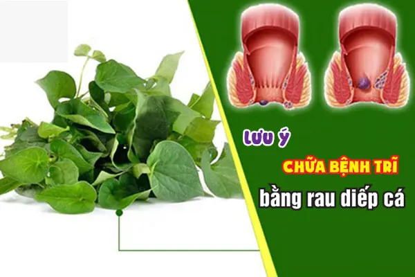 Mẹo điều trị bệnh trĩ tại nhà bằng phương pháp đắp lá diếp cá