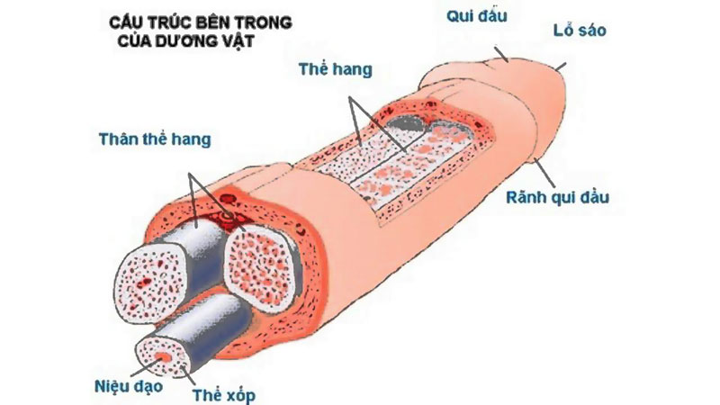Cấu tạo bộ phận sinh dục bên trong